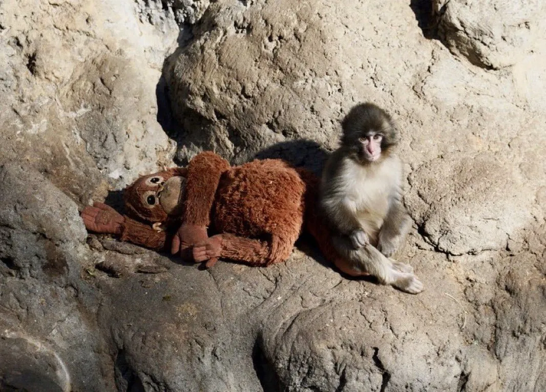 Punch sitting with his plushie friend at the sanctuary